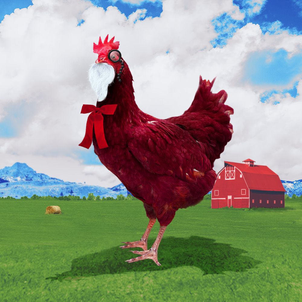 chikn